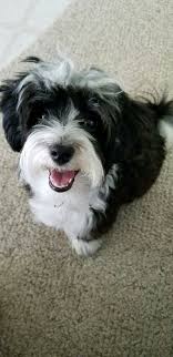 This havanese puppy is a real sweetie pie who will quickly become your new best friend! Havanese Akc Puppies