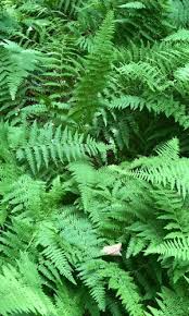 Image result for Hypolepis