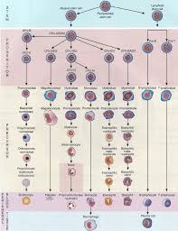 1 chart of haematopoiesis 15 platelets erythrocytes