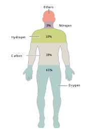 Pin On Anatomy