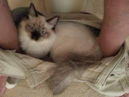 Though dogs pant all the time, panting (rapid breathing with the mouth open) is seen far less frequently in cats. Ragdoll Cat Behavior Does Your Cat Climb Into Your Pants When You Re On The Toilet
