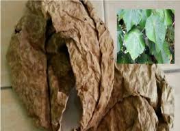 Simak cara memanfaatkan dan mengolah daun ketapang untuk budidaya ikan cupang berikut Tahukah Anda Pokok Ketapang Bernilai Tinggi Daunnya Terbuang Tapi Sebenarnya Sangat Lumayan Akak Pesan