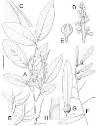 Image result for Ventilago