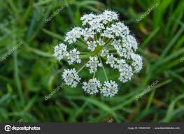 Image result for Conium