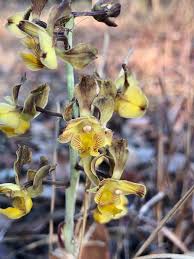 Image result for Eulophia fridericii