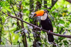 The amazon rainforest is located in south america, in the region around the amazon river. Rainforest Animals List With Pictures Facts Free Printable Worksheet Rainforest Animals Rainforest Animals List Amazon Animals