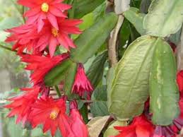 Christmas and thanksgiving cactus do well in sandy soils that have excellent drainage, and they you should never fertilize your christmas cactus (or thanksgiving or easter cactus) when its in save the fertilizer for when the plant is done blooming. Easter Cactus How It Differs From Christmas Cactus Horticulture