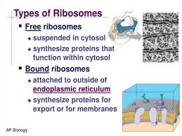 Maybe you would like to learn more about one of these? Introduction To Biology Forms Of Life Biology Of The Cell Online Presentation