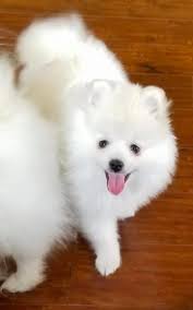 Of Scammers And Cute Puppies Malwarebytes Labs Malwarebytes Labs Please share it and subscribe! of scammers and cute puppies