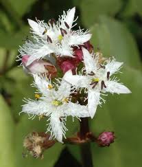 Image result for Menyanthaceae