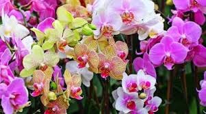 We did not find results for: Memanfaatkan Aneka Bunga Hidup Hiasan Dalam Rumah Orchids Garden Orchid Care Orchid Wallpaper