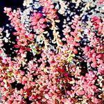 Image result for Suaeda vermiculata