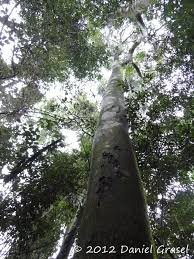 Image result for Balfourodendron