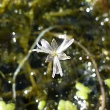 Image result for Ottelia fischeri