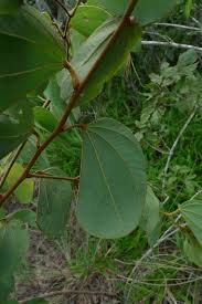 Image result for Bauhinia burrowsii