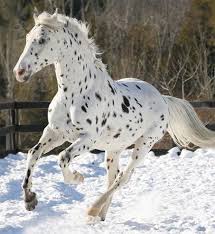 Black And Brown Spotted Horse Scarlettjane22 Appaloosa Horses Horses Beautiful Horses