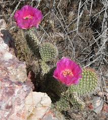 Prickly pear cactus — or also known as nopal, opuntia and other names — is promoted for treating diabetes, high cholesterol, obesity and hangovers. Opuntia Polyacantha Wikipedia