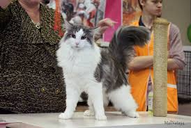 rafael norvezhskaya lesnaya koshka koshki