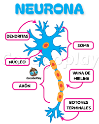 Aprende las partes de una neurona