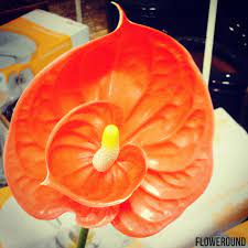 Double Trouble Http Floweround Blogspot Com Anthurium Plant Anthurium Flower Container Gardening Fruit
