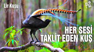 duydugu her sesi taklit eden lir kusu lyre bird youtube