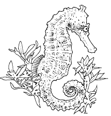 Get ready for some summer fun because we got many different octopus coloring pages for you to grab. Printable Seahorse Coloring Pages For Adults Novocom Top