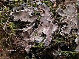 Image result for Hyparrhenia collina