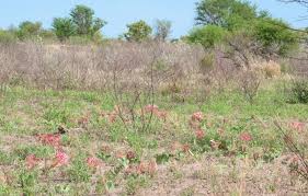 Image result for Ammocharis tinneana