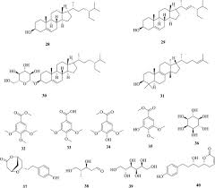 Image result for Tapinanthus constrictiflorus