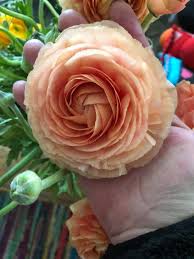 Inside your home, it can live without water for days. Ranunculus As Big As Your Hand Boise At Its Best Flowers Facebook