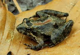 We did not find results for: Blanchard S Cricket Frog Christopher M Schalk