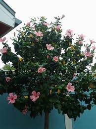 Hibiscus attract butterflies as well as hummingbirds. Pin De Leah Valenzuela Em Yard Garden Jardim Hibisco