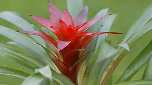 Aktuelle trends entdecken & kaufen. Bromelien Richtige Pflege Fur Die Exotischen Zimmerpflanzen