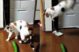 Kucing lucu video kucing terlucu 2020 bikin ketawa ngakak kucing imut. Penasaran Kenapa Kucing Takut Mentimun Begini Penjelasan Para Ilmuwan Semua Halaman Hype