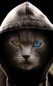 950x1534 Cat In Hood Colored Eyes Wallpaper Bad Cats Iphone Wallpaper Cat Cat Wallpaper