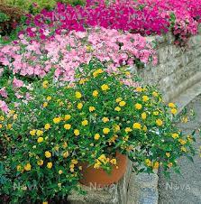The flower clusters are made up of numerous tiny blossoms that change. Mini Lantana Como Cuidar Como Plantar E Caracteristicas Mundo Ecologia