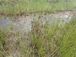 Image result for Juncus oxycarpus