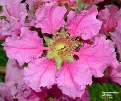 Image result for Lythraceae