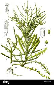 Image result for Hylodesmum repandum