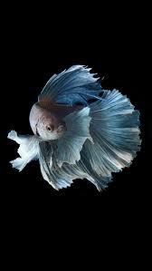 Pin By Maryam Sadeghi On Betta Or Fighter Fish Fish Wallpaper Betta Fish Betta Fish Tank