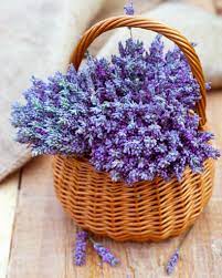 Lavender Lavender Basket Lavender Crafts Lavender Flowers
