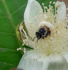 The guava tree is perennial with plenty of leaves and, hence, provides excellent shade, while the leaves of the plant possess some therapeutic properties. Flowers Beautiful Guava Flower Honey Bee Steemit