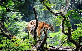 Danny On Twitter Jungle Wallpaper Pet Tiger Tiger Wallpaper