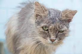 How To Make Cat Hair Grow Back Faster 9 Proven Ways Excited Cats