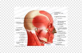Important exam questions on head & neck. Temporoparietalis Muscle Head And Neck Anatomy Lateral Rectus Muscle Gamba Face Human Head Png Pngwing