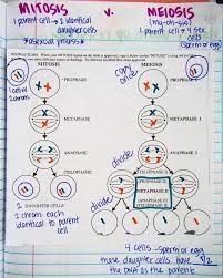 Check spelling or type a new query. Cell Division And Mitosis Worksheet Answer Key Also 15 Luxury Cell Cycle And Mitosis Worksheet Answers Biology Lessons Biology Classroom Teaching Biology