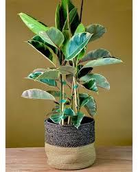Image result for Ficus tesselata