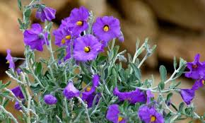 Image result for Solanum supinum