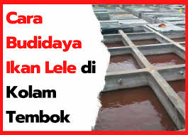 Dasar kolam ikan koi, hendaknya dibuat sedikit miring. Cara Budidaya Ikan Lele Di Kolam Tembok Dan Tips Pemeliharaannya