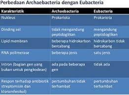 Tabel Perbedaan Archaebacteria Dan Eubacteria Perbedaan Archaebacteria Dan Eubacteria Dalam Bentuk Tabel Perbedaan Ciri Antara Dinding Sel Transkripsi Biokimia